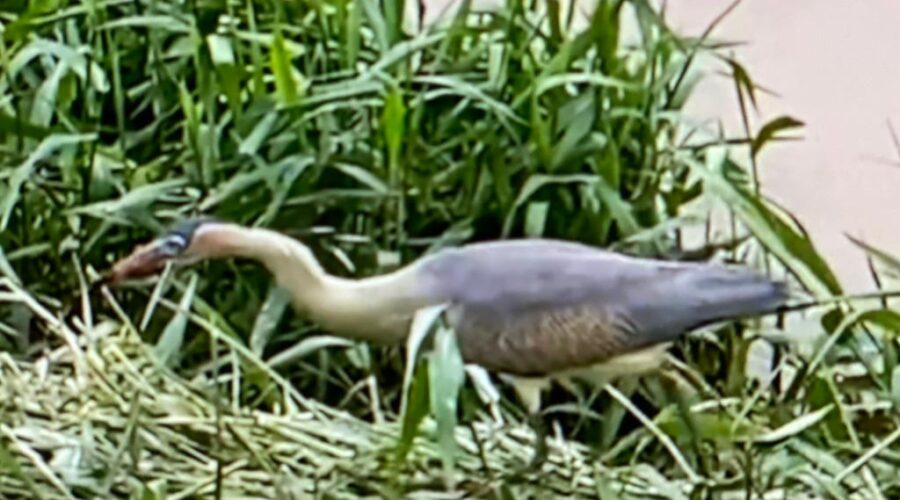 Universidade Livre de Estudos Culturais da Capoeira - Universidade da Capoeira - UNICAPOEIRA, Associação de Capoeira - ASCA, Instituto de Educação Socioambiental - IESAMBI e Grupo de Capoeira Meia Lua - Fundado em 29 de Maio de 1962. Sirigma sibilatrix - Maria-faceira, Garça-flauta-do-sol, Coaracinumbi, Coaracimimbi. Família Ardeidae, Ordem Pelecaniformes. Subespécies S. s. sibilatrix e S. s. fostersmmithi. Rio Paraibuna, Bairro Costa Carvalho, Juiz de Fora, Minas Gerais/MG, Brasil. Registro de Capoeira Mestre Polêmico - Professor João Couto Teixeira. IMG_0027. 192,4 MB. 12h57. Quarta-feira, 16 de Novembro de 2022. HD 1080p.