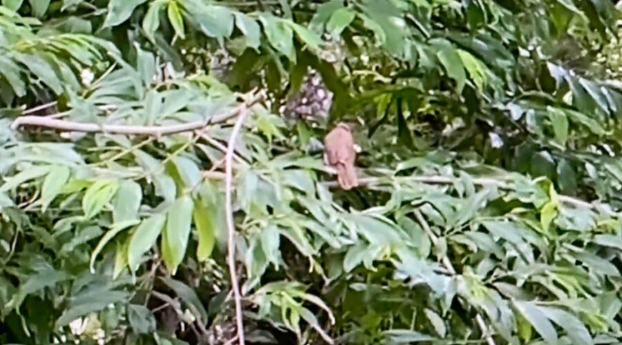 Universidade Livre de Estudos Culturais da Capoeira - Universidade da Capoeira - UNICAPOEIRA, Associação de Capoeira - ASCA, Instituto de Educação Socioambiental - IESAMBI e Grupo de Capoeira Meia Lua - Fundado em 29 de Maio de 1962. Sabiá-do-peito-branco e Alma-de-gato em Árvore Nativa. Quintal Alto, Adubeira, Tigüéra 360, Juiz de Fora, Minas Gerais/MG, Brasil. Registro de Capoeira Mestre Polêmico - Professor João Couto Teixeira. IMG_0146. 268,6 MB. 08h18. Segunda-feira, 21 de Novembro de 2022. HD 1080p.