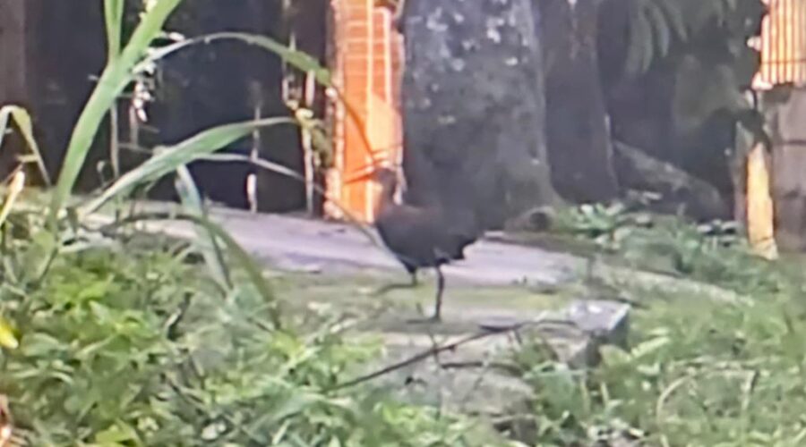 Universidade Livre de Estudos Culturais da Capoeira - Universidade da Capoeira - UNICAPOEIRA, Associação de Capoeira - ASCA, Instituto de Educação Socioambiental - IESAMBI e Grupo de Capoeira Meia Lua - Fundado em 29 de Maio de 1962. Saracura. Rua Antônio Carlos Pereira, Residencial Tigüéra, Juiz de Fora, Minas Gerais/MG, Brasil. Registro de Capoeira Mestre Polêmico - Professor João Couto Teixeira. IMG_0065. 192,5 MB. 08h20. Quinta-feira, 17 de Novembro de 2022. HD 1080p.