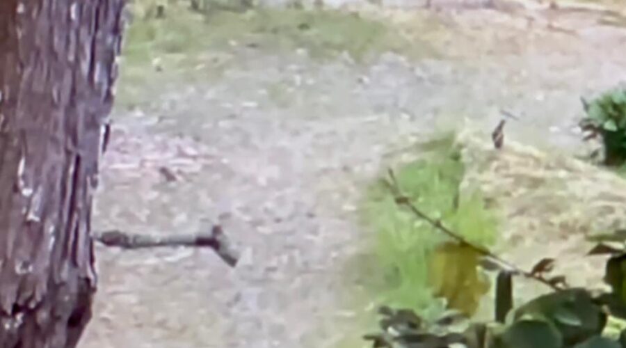 Universidade Livre de Estudos Culturais da Capoeira - Universidade da Capoeira - UNICAPOEIRA, Associação de Capoeira - ASCA, Instituto de Educação Socioambiental - IESAMBI e Grupo de Capoeira Meia Lua - Fundado em 29 de Maio de 1962. Saracuras Agitadas. Rua Antônio Carlos Pereira, Tigüéra 360, Juiz de Fora, Minas Gerais/MG, Brasil. Registro de Capoeira Mestre Polêmico - Professor João Couto Teixeira. IMG_7380/1. 344,5 MB. 05h14/6. Sábado, 26 de Novembro de 2022. HD 1080p.