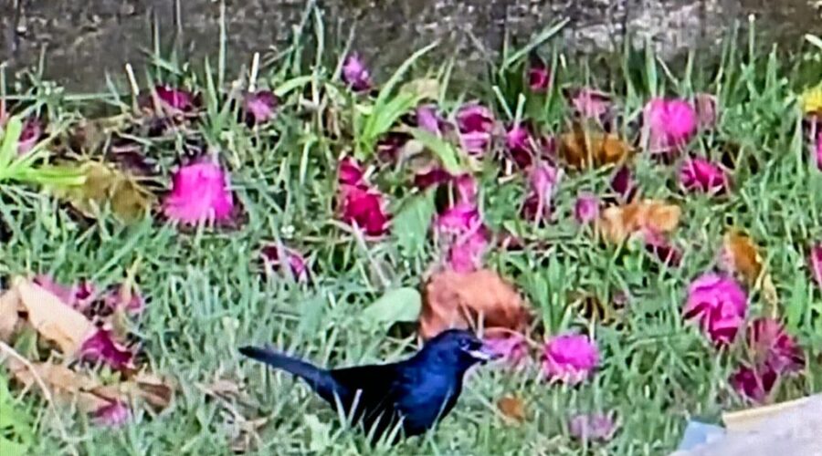 Universidade Livre de Estudos Culturais da Capoeira - Universidade da Capoeira - UNICAPOEIRA, Associação de Capoeira - ASCA, Instituto de Educação Socioambiental - IESAMBI e Grupo de Capoeira Meia Lua - Fundado em 29 de Maio de 1962. Ave Godero. Vizinhança, Rua Antônio Carlos Pereira, Tigüéra 360, Juiz de Fora, Minas Gerais/MG, Brasil. Registro de Capoeira Mestre Polêmico - Professor João Couto Teixeira. IMG_0275. 192,7 MB. 06h31. Terça-feira, 29 de Novembro de 2022. HD 1080p.