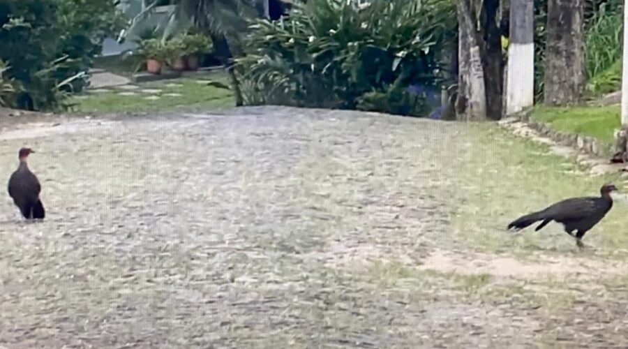 Universidade Livre de Estudos Culturais da Capoeira - Universidade da Capoeira - UNICAPOEIRA, Associação de Capoeira - ASCA, Instituto de Educação Socioambiental - IESAMBI e Grupo de Capoeira Meia Lua - Fundado em 29 de Maio de 1962. Jacloacas. Rua Antônio Carlos Pereira, Residencial Tigüéra, Juiz de Fora, Minas Gerais/MG, Brasil. Registro de Capoeira Mestre Polêmico - Professor João Couto Teixeira. IMG_0183. 174,2 MB. 07h43. Quarta-feira, 23 de Novembro de 2022. HD 1080p.