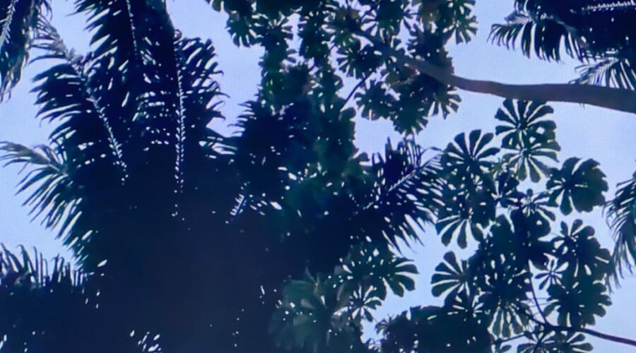 Universidade Livre de Estudos Culturais da Capoeira - Universidade da Capoeira - UNICAPOEIRA, Associação de Capoeira - ASCA, Instituto de Educação Socioambiental - IESAMBI e Grupo de Capoeira Meia Lua - Fundado em 29 de Maio de 1962. Após Canto da Coruja Panorama Local. Entrada, Jardim, Quintal Alto, Chafariz, Tigüéra 360, Juiz de Fora, Minas Gerais/MG, Brasil. Registro de Capoeira Mestre Polêmico - Professor João Couto Teixeira. IMG_3364. 476,5 MB. 05h27. Sábado, 20 de Fevereiro de 2022. HD 1080p.