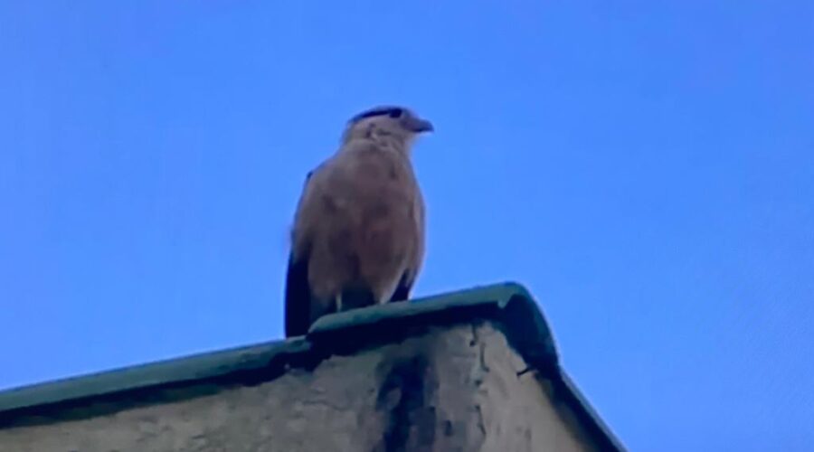 Universidade Livre de Estudos Culturais da Capoeira - Universidade da Capoeira - UNICAPOEIRA, Associação de Capoeira - ASCA, Instituto de Educação Socioambiental - IESAMBI e Grupo de Capoeira Meia Lua - Fundado em 29 de Maio de 1962. Ave Falcão Carrapateiro Filhote. Telhado, Jardim, Quintal Alto, Chafariz, Tigüéra 360, Juiz de Fora, Minas Gerais/MG, Brasil. Registro de Capoeira Mestre Polêmico - Professor João Couto Teixeira. IMG_3338/9. 429,5 MB. 09h26/56. Terça-feira, 15 de Fevereiro de 2022. HD 1080p.