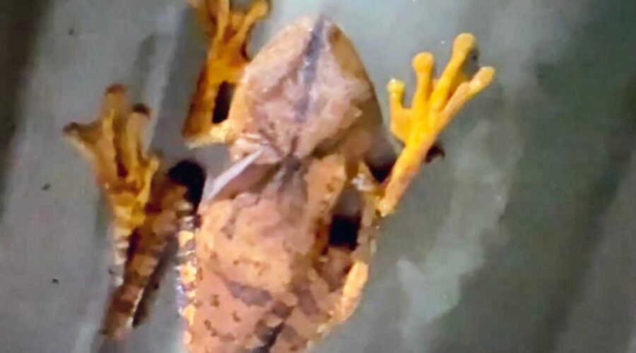 Universidade Livre de Estudos Culturais da Capoeira - Universidade da Capoeira - UNICAPOEIRA, Associação de Capoeira - ASCA, Instituto de Educação Socioambiental - IESAMBI e Grupo de Capoeira Meia Lua - Fundado em 29 de Maio de 1962. Perereca. Portão, Jardim, Quintal Alto, Chafariz, Tigüéra 360, Juiz de Fora, Minas Gerais/MG, Brasil. Registro de Capoeira Mestre Polêmico - Professor João Couto Teixeira. IMG_2012/3. 219,9 MB. 06h36. Sexta-feira, 31 de Dezembro de 2021. HD 1080p.