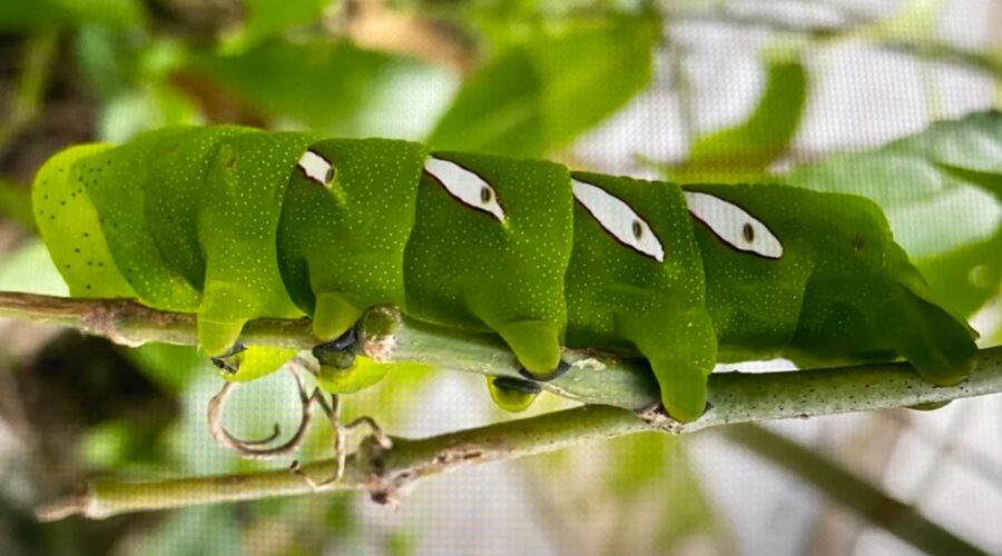 Universidade Livre de Estudos Culturais da Capoeira - Universidade da Capoeira - UNICAPOEIRA, Associação de Capoeira - ASCA, Instituto de Educação Socioambiental - IESAMBI e Grupo de Capoeira Meia Lua - Fundado em 29 de Maio de 1962. Taturana Verde. Jardim, Quintal Alto, Chafariz, Tigüéra 360, Juiz de Fora, Minas Gerais/MG, Brasil. Registro de Capoeira Mestre Polêmico - Professor João Couto Teixeira. IMG_3513/4. 228,5 MB. 08h30/1. Segunda-feira, 28 de Fevereiro de 2022. HD 1080p.