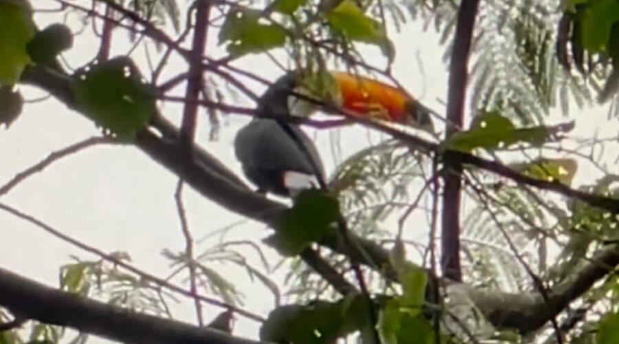 Universidade Livre de Estudos Culturais da Capoeira - Universidade da Capoeira - UNICAPOEIRA, Associação de Capoeira - ASCA, Instituto de Educação Socioambiental - IESAMBI e Grupo de Capoeira Meia Lua - Fundado em 29 de Maio de 1962. Tucano na Umbaúba. Jardim, Quintal Alto, Chafariz, Tigüéra 360, Juiz de Fora, Minas Gerais/MG, Brasil. Registro de Capoeira Mestre Polêmico - Professor João Couto Teixeira. IMG_3313. 318,1 MB. 07h15. Segunda-feira, 14 de Fevereiro de 2022. HD 1080p.