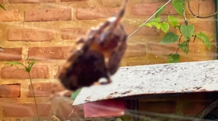 Universidade Livre de Estudos Culturais da Capoeira - Universidade da Capoeira - UNICAPOEIRA, Associação de Capoeira - ASCA, Instituto de Educação Socioambiental - IESAMBI e Grupo de Capoeira Meia Lua - Fundado em 29 de Maio de 1962. Cefalotoráxica Surpreendente. Jardim, Quintal Alto, Chafariz, Tigüéra 360, Juiz de Fora, Minas Gerais/MG, Brasil. Registro de Capoeira Mestre Polêmico - Professor João Couto Teixeira. IMG_3387. 324,1 MB. 07h34. Quarta-feira, 23 de Fevereiro de 2022. HD 1080p.