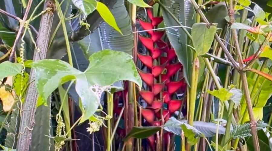Universidade Livre de Estudos Culturais da Capoeira - Universidade da Capoeira - UNICAPOEIRA, Associação de Capoeira - ASCA, Instituto de Educação Socioambiental - IESAMBI e Grupo de Capoeira Meia Lua - Fundado em 29 de Maio de 1962. Beija-flor na Musaceae. Jardim, Quintal Alto, Chafariz, Tigüéra 360, Juiz de Fora, Minas Gerais/MG, Brasil. Registro de Capoeira Mestre Polêmico - Professor João Couto Teixeira. IMG_3388. 254,2 MB. 07h36. Quarta-feira, 23 de Fevereiro de 2022. HD 1080p.