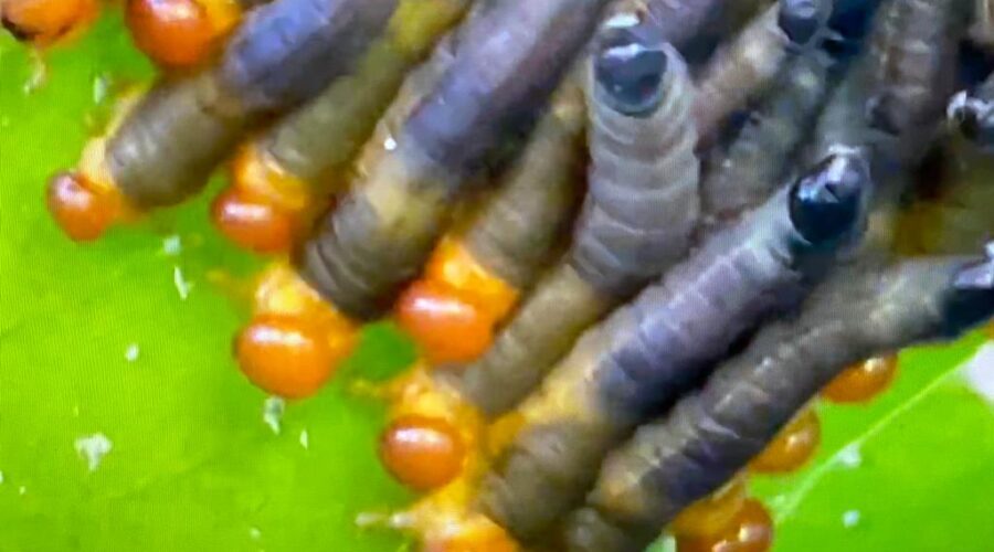 Universidade Livre de Estudos Culturais da Capoeira - Universidade da Capoeira - UNICAPOEIRA, Associação de Capoeira - ASCA, Instituto de Educação Socioambiental - IESAMBI e Grupo de Capoeira Meia Lua - Fundado em 29 de Maio de 1962. Lepidopteras Socialistas no Antúrio. Jardim, Quintal Alto, Chafariz, Tigüéra 360, Juiz de Fora, Minas Gerais/MG, Brasil. Registro de Capoeira Mestre Polêmico - Professor João Couto Teixeira. IMG_4645. 211,5 MB. 10h45. Domingo, 29 de Maio de 2022. HD 1080p.