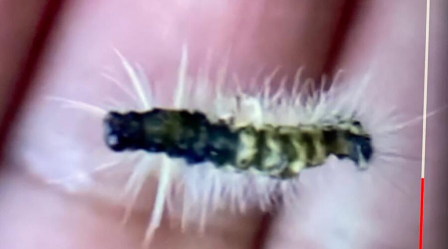 Universidade Livre de Estudos Culturais da Capoeira - Universidade da Capoeira - UNICAPOEIRA, Associação de Capoeira - ASCA, Instituto de Educação Socioambiental - IESAMBI e Grupo de Capoeira Meia Lua - Fundado em 29 de Maio de 1962. Lepidopteras Comunistas no Assa-peixe - Vermonia polysphaera, Família Asteraceae. Jardim, Quintal Alto, Chafariz, Tigüéra 360, Juiz de Fora, Minas Gerais/MG, Brasil. Registro de Capoeira Mestre Polêmico - Professor João Couto Teixeira. IMG_2839. 307,3 MB. 16h24. Segunda-feira, 27 de Junho de 2022. HD 1080p.