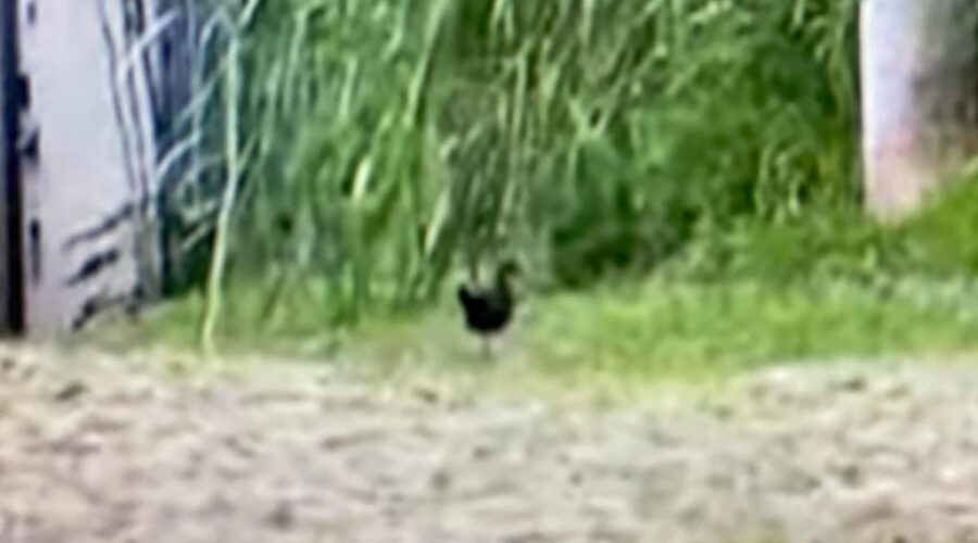 Universidade Livre de Estudos Culturais da Capoeira - Universidade da Capoeira - UNICAPOEIRA, Instituto de Educação Socioambiental - IESAMBI, Associação de Capoeira - ASCA e Grupo de Capoeira MEIA LUA - Fundado na Terça-feira, 29 de Maio de 1962. Aramides saracura: Família - Rallidae, Ordem - Gruiformes, Classe - Ave, Filo - Chordata, Reino - Animalia. Jardim, Quintal Alto, Chafariz, Rua Antônio Carlos Pereira, Tigüéra 360, Juiz de Fora, Minas Gerais/MG, Brasil. Registro de Capoeira Mestre Polêmico - Professor João Couto Teixeira. IMG_2961/2. 550,9 MB. 06h27/30. Domingo, 05 de Fevereiro de 2023. HD 1080p.