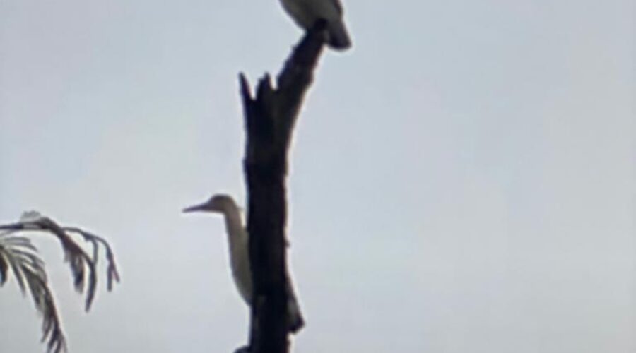 Universidade Livre de Estudos Culturais da Capoeira - Universidade da Capoeira - UNICAPOEIRA, Instituto de Educação Socioambiental - IESAMBI, Associação de Capoeira - ASCA e Grupo de Capoeira MEIA LUA - Fundado na Terça-feira, 29 de Maio de 1962. Maria-faceira: Sirigma sibilatrix, Garça-flauta-do-sol ou Coaracimumbi. Família Ardeidae, Ordem Pelecaniformes e Gavião. Jardim, Quintal Alto, Chafariz, Tigüéra 360, Juiz de Fora, Minas Gerais/MG, Brasil. Registro de Capoeira Mestre Polêmico - Professor João Couto Teixeira. IMG_7821/2. 1,54 GB. 05h28/36. Quinta-feira, 26 de Janeiro de 2023. HD 1080p.