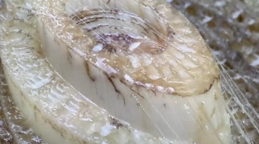 Universidade Livre de Estudos Culturais da Capoeira - Universidade da Capoeira - UNICAPOEIRA, Instituto de Educação Socioambiental - IESAMBI, Associação de Capoeira - ASCA e Grupo de Capoeira MEIA LUA - Fundado na Terça-feira, 29 de Maio de 1962. Bananeira - Rápido Crescimento do Rizoma e o Conjunto de Bainhas das Folhas de Pseudocaule. Chácara Pau D'Óleo, Residencial Café Planalto, Sobradinho II, Distrito Federal/DF, Brasil. Registro de Capoeira Mestre Polêmico - Professor João Couto Teixeira. Aproximadamente, Sexta-feira, 10 de Outubro de 2014.