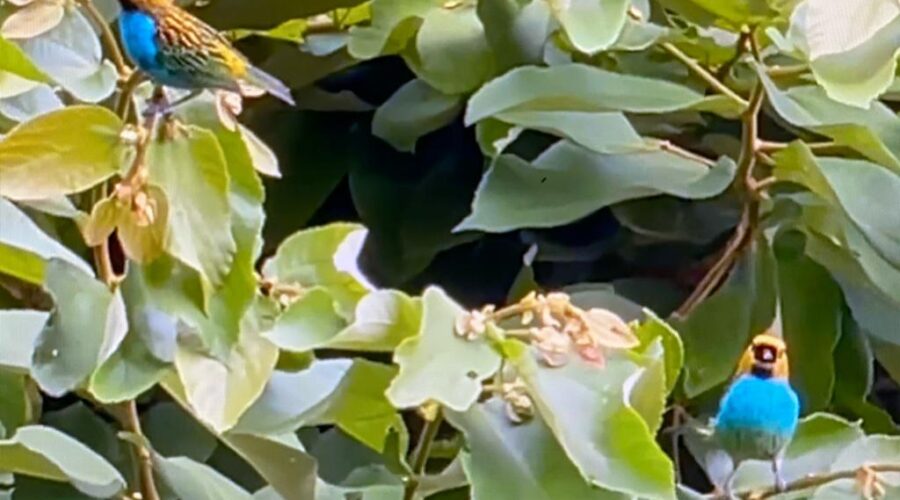 Aves Saíra-sete-cores - Tangara seledon, Família Thraupidae, Ordem Passeriformes. Subclasse Neognathae, Classe Aves, Superclasse Tetrapoda, Infrafilo Gnathostomata, Subfilo Vertebrata, Filo Chordata, Sub-reino Metazoa, Reino Animaria, Domínio Eukaryota, no Açoita-cavalo - Leuehea divaricata, Subfamília Tilioideae, Família Malvaceae, Ordem Malvales, Classe Magnoliopsida, Divisão Magnoliohyta e Reino Plantae. Cozinha, Tigüéra 360, Juiz de Fora, Minas Gerais/MG, Brasil. Registro de Capoeira Mestre Polêmico - Professor João Couto Teixeira. IMG_8109. 193,2 MB. 11h33. Quarta-feira, 08 de Março de 2023. HD 1080p. Universidade Livre de Estudos Culturais da Capoeira - Universidade da Capoeira - UNICAPOEIRA, Instituto de Educação Socioambiental - IESAMBI, Associação de Capoeira - ASCA e Grupo de Capoeira MEIA LUA - Fundado na Terça-feira, 29 de Maio de 1962.