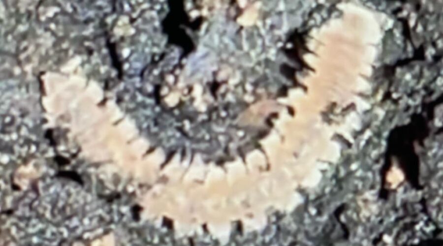 Epanerchodus curtigonopus holotype. Classe Diplopoda, Subfilo Myriapoda, Filo Arthropoda, Reino Animalia, Domínio Eukariota. Quintal Alto, Adubeira, Garagem, Tigüéra 360, Juiz de Fora, Minas Gerais/MG, Brasil. Registro de Capoeira Mestre Polêmico - Professor João Couto Teixeira. IMG_8186. 231,3 MB. 15h36. Sexta-feira, 17 de Março de 2023. HD 1080p. Universidade Livre de Estudos Culturais da Capoeira - Universidade da Capoeira - UNICAPOEIRA, Instituto de Educação Socioambiental - IESAMBI, Associação de Capoeira - ASCA e Grupo de Capoeira MEIA LUA - Fundado Terça-feira, 29 de Maio de 1962.