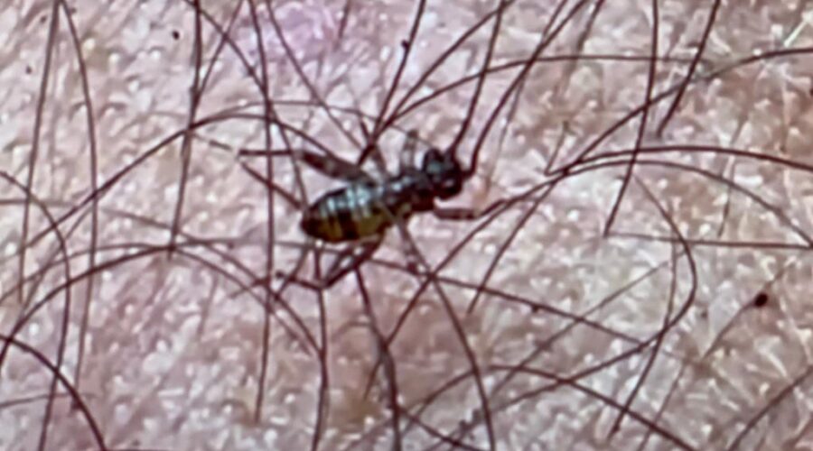 Grylloidea Antenado: Superfamília da Ordem Orthoptera, Subfilo Hexapoda e Subordem Ensifera. Quintal Alto, Adubeira, Garagem, Tigüéra 360, Juiz de Fora, Minas Gerais/MG, Brasil. Registro de Capoeira Mestre Polêmico - Professor João Couto Teixeira. IMG_8188. 199,6 MB. 12h14. Sábado, 18 de Março de 2023. HD 1080p. Universidade Livre de Estudos Culturais da Capoeira - Universidade da Capoeira - UNICAPOEIRA, Instituto de Educação Socioambiental - IESAMBI, Associação de Capoeira - ASCA e Grupo de Capoeira MEIA LUA - Fundado Terça-feira, 29 de Maio de 1962.