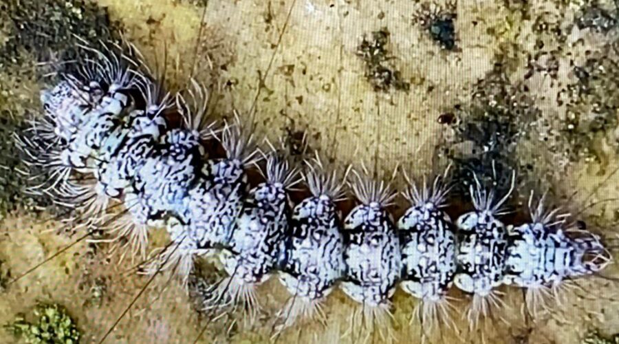 Lagarta de Lepidoptera, alimentando-se de Bryophyta em Pedras. Quintal Alto, Adubeira, Garagem, Tigüéra 360, Juiz de Fora, Minas Gerais/MG, Brasil. Registro de Capoeira Mestre Polêmico - Professor João Couto Teixeira. IMG_5116. 193 MB. 06h49. Segunda-feira, 13 de Março de 2023. HD 1080p. Universidade Livre de Estudos Culturais da Capoeira - Universidade da Capoeira - UNICAPOEIRA, Instituto de Educação Socioambiental - IESAMBI, Associação de Capoeira - ASCA e Grupo de Capoeira MEIA LUA - Fundado Terça-feira, 29 de Maio de 1962.