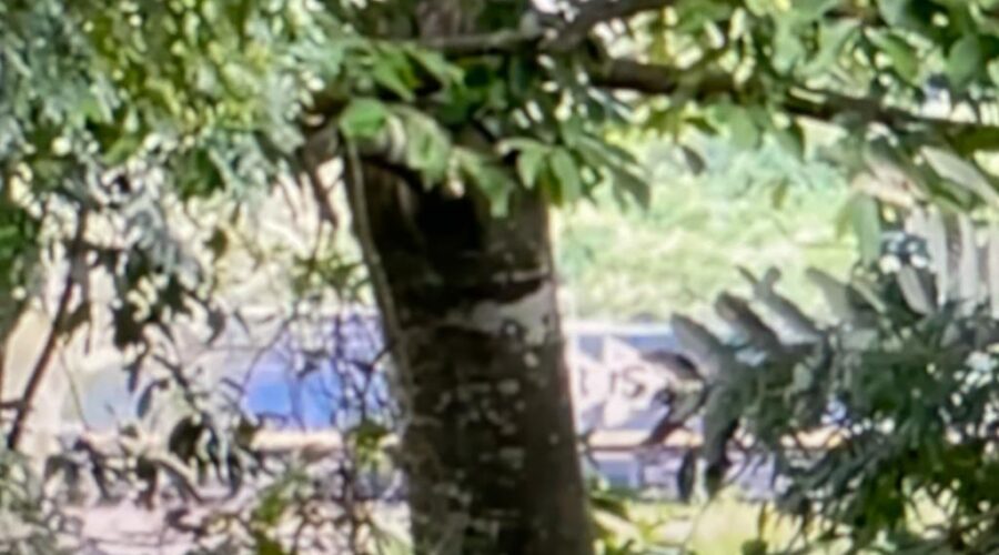 Trem. Distanciando Montanhas em Minas, Com Apito. Quintal Alto, Adubeira, Garagem, Tigüéra 360, Juiz de Fora, Minas Gerais/MG, Brasil. Registro de Capoeira Mestre Polêmico - Professor João Couto Teixeira. IMG_8198. 1,4 GB. 10h49. Domingo, 12 de Março de 2023. HD 1080p. Universidade Livre de Estudos Culturais da Capoeira - Universidade da Capoeira - UNICAPOEIRA, Instituto de Educação Socioambiental - IESAMBI, Associação de Capoeira - ASCA e Grupo de Capoeira MEIA LUA - Fundado Terça-feira, 29 de Maio de 1962.