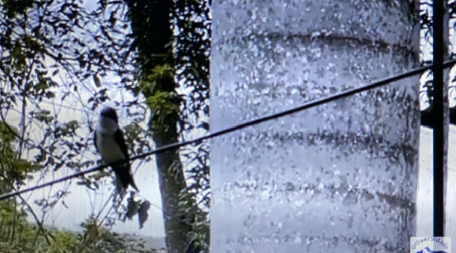 Aves Marrom, Andorinhas, Cabeça-branca, Ben-te-vi-rajado e Sabiá-laranjeira - Turdus rutiventris, Família Turdidae, Ordem Passeriformes e Tucanuçu - Ramphastos toco, Família Ramphastidae, Ordem Piciformes. Jardim, Quintal Alto, Médio e Baixo, Cycas media, Extensão Varanda e Portão da Rua Regina Ladeira Halfeld e Adubeira, Tigüéra 360. Saída do Condomínio, à Caminho da Celebração Eucarística e Terço dos Homens em Família, com Padre Luiz Carlos Vitório, Ministro Extraordinário da Sagrada Comunhão Eduardo Bôscaro e Diácono Márcio Rosa dos Santos, Igreja Nossa Senhora Mãe de Deus, Bairro Nossa Senhora de Lourdes, Juiz de Fora, Minas Gerais/MG, Brasil. Registro de Capoeira Mestre Polêmico - Professor João Couto Teixeira. IMG_2240/8967/8/97/8976/96/9006. 1,05 GB. 08h18/07h40/08h47/16h14. Sexta-feira, 08, Domingo, 03/17, Sábado, 16 de Setembro de 2023. MP4. Universidade Livre de Estudos Culturais da Capoeira - Universidade da Capoeira - UNICAPOEIRA, Instituto de Educação Socioambiental - IESAMBI, Associação de Capoeira - ASCA e Grupo de Capoeira MEIA LUA - Fundado Terça-feira, 29 de Maio de 1962. Seja membro deste canal e ganhe benefícios: https://www.youtube.com/channel/UCE6HrA5Y_VZ4-hgw8FG13aw/join