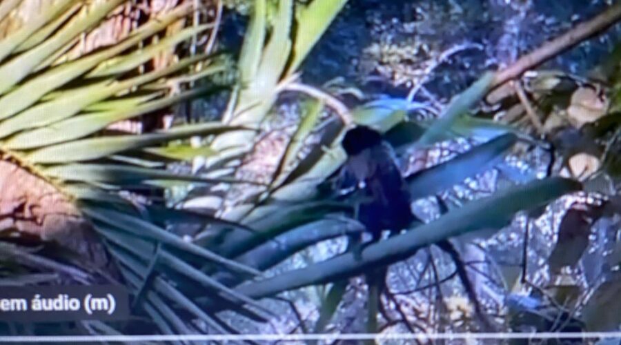 Capoeira Mestre Coroa - Mauro Delfino da Silva. Mico no Jacarandá. Quintal Alto, Adubeira, Garagem, Tigüéra 360, Juiz de Fora, Minas Gerais/MG, Brasil. Registro de Capoeira Mestre Polêmico - Professor João Couto Teixeira. IMG_1653. 192,2 MB. 09h21. Terça-feira, 22 de Agosto de 2023. HD 1080p. Universidade Livre de Estudos Culturais da Capoeira - Universidade da Capoeira - UNICAPOEIRA, Instituto de Educação Socioambiental - IESAMBI, Associação de Capoeira - ASCA e Grupo de Capoeira MEIA LUA - Fundado Terça-feira, 29 de Maio de 1962. Seja membro deste canal e ganhe benefícios: https://www.youtube.com/channel/UCE6HrA5Y_VZ4-hgw8FG13aw/join