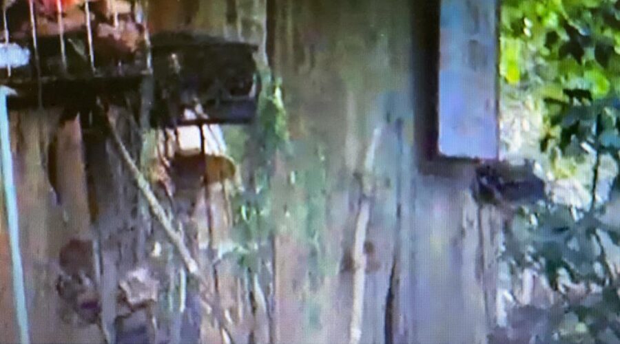 Casa de Araucária: Chácara Pau D'Óleo. Residencial Café Planalto, Sobradinho, Distrito Federal/DF, Brasil. Registro de Capoeira Estrela Dalva - Artista Plástica e Cineasta Salete Libardoni. IMG_1887. 141,2 MB. 16h35. Sexta-feira, 01 de Junho de 2018. 04. Universidade Livre de Estudos Culturais da Capoeira - Universidade da Capoeira - UNICAPOEIRA, Instituto de Educação Socioambiental - IESAMBI, Associação de Capoeira - ASCA e Grupo de Capoeira MEIA LUA - Fundado Terça-feira, 29 de Maio de 1962. Orquestra Harmônica de Berimbaus. Seja membro deste canal e ganhe benefícios: https://www.youtube.com/channel/UCE6HrA5Y_VZ4-hgw8FG13aw/join