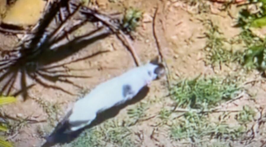 Gato. Quintal Médio, Adubeira, Tigüéra 360, Juiz de Fora, Minas Gerais/MG, Brasil. Registro de Capoeira Mestre Polêmico - Professor João Couto Teixeira. IMG_2326. 40,2 MB. 11h27. Domingo, 10 de Setembro de 2023. MP4. Universidade Livre de Estudos Culturais da Capoeira - Universidade da Capoeira - UNICAPOEIRA, Instituto de Educação Socioambiental - IESAMBI, Associação de Capoeira - ASCA e Grupo de Capoeira MEIA LUA - Fundado Terça-feira, 29 de Maio de 1962. Seja membro deste canal e ganhe benefícios: https://www.youtube.com/channel/UCE6HrA5Y_VZ4-hgw8FG13aw/join