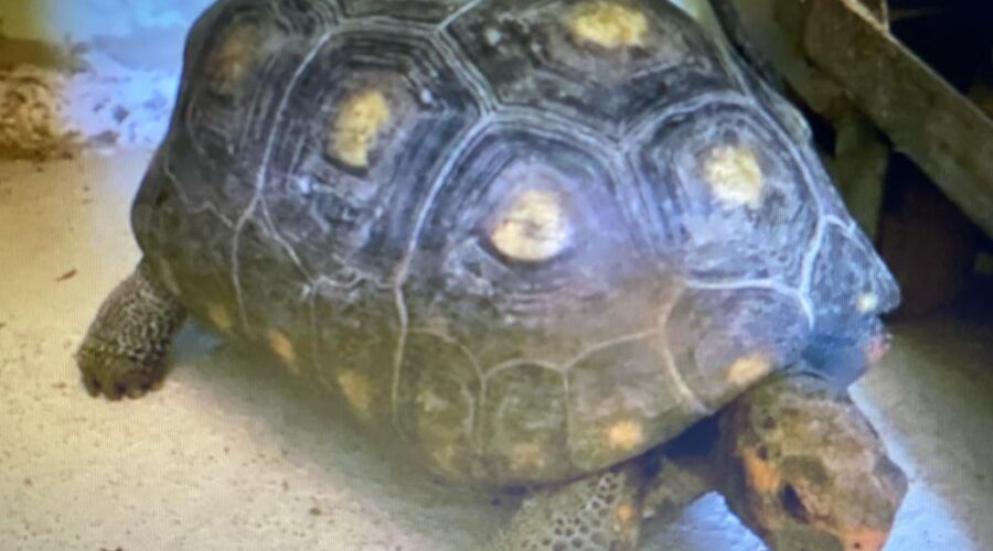 JabutiJoão em Família. Forno, Jardim, Quintal Alto, Adubeira, Escalada, Garagem, Tigüéra 360, Juiz de Fora, Minas Gerais/MG, Brasil. Registro de Capoeira Mestre Polêmico - Professor João Couto Teixeira. IMG_0997. 1,04 GB. 10h33. Domingo, 06 de Agosto de 2023. HD 1080p. Universidade Livre de Estudos Culturais da Capoeira - Universidade da Capoeira - UNICAPOEIRA, Instituto de Educação Socioambiental - IESAMBI, Associação de Capoeira - ASCA e Grupo de Capoeira MEIA LUA - Fundado Terça-feira, 29 de Maio de 1962. Seja membro deste canal e ganhe benefícios: https://www.youtube.com/channel/UCE6HrA5Y_VZ4-hgw8FG13aw/join