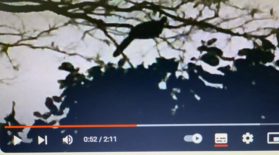 Jacloaca Preparando-se para Dormir. Jacarandá, Quintal Alto, Adubeira, Garagem, Tigüéra 360, Juiz de Fora, Minas Gerais/MG, Brasil. Registro de Capoeira Mestre Polêmico - Professor João Couto Teixeira. IMG_1664. 249 MB. 19h12. Terça-feira, 22 de Agosto de 2023. HD 1080p. Universidade Livre de Estudos Culturais da Capoeira - Universidade da Capoeira - UNICAPOEIRA, Instituto de Educação Socioambiental - IESAMBI, Associação de Capoeira - ASCA e Grupo de Capoeira MEIA LUA - Fundado Terça-feira, 29 de Maio de 1962. Seja membro deste canal e ganhe benefícios: https://www.youtube.com/channel/UCE6HrA5Y_VZ4-hgw8FG13aw/join