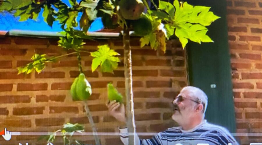 Vizinhança Queimada, Coleiro, Bicho-pau, Mamão, Canto do Bugio, Japu-preto Psarocolius desumanas (Pallas, 1769), Sabiá, Maritacas, Ventania, Picapauzinho Picumnus fuscus (Pelzeln, 1870), Orquídea, Jacu ou Cuja Penelope argyrotis (Merrem, 1786 e Bonaparte, 1856), Tucano-grande-de-papo-branco Ramphstos tucanus, Sanhaço-cinzento Thraupis sayaca (Linnaeus, 1766), Maritaca-maracanã Primolius maracana, Anu-branco Guira guira (Gmelin, 1788). Sacada Dorsal, Tigüéra 360, Juiz de Fora, Minas Gerais/MG, Brasil. Registros de Capoeiras Mestre Polêmico - Professor João Couto Teixeira e Estrela Dalva - Artista Plástica e Cineasta Salete Libardoni. IMG_0818. 2,37 GB. 13h48. Terça-feira, 01 de Agosto de 2023. HD 1080p. Universidade Livre de Estudos Culturais da Capoeira - Universidade da Capoeira - UNICAPOEIRA, Instituto de Educação Socioambiental - IESAMBI, Associação de Capoeira - ASCA e Grupo de Capoeira MEIA LUA - Fundado Terça-feira, 29 de Maio de 1962. Seja membro deste canal e ganhe benefícios: https://www.youtube.com/channel/UCE6HrA5Y_VZ4-hgw8FG13aw/join