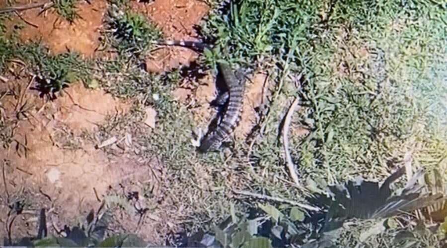 Lagartiú - Teiú-branco, Caruarúou, Jacuarú - Tupinanbis teguixin L. Família Teiídae, Ordem Squamata. Quintal Médio, Portão da Rua Regina Ladeira Halfeld, Tigüéra 360, Juiz de Fora, Minas Gerais/MG, Brasil. Registro de Capoeira Mestre Polêmico - Professor João Couto Teixeira. IMG_2723/9109. 1,32 GB. 11h33/13h19. Domingo, 24 de Setembro e Quarta-feira, 11 de Outubro de 2023. MP4. Universidade Livre de Estudos Culturais da Capoeira - Universidade da Capoeira - UNICAPOEIRA, Instituto de Educação Socioambiental - IESAMBI, Associação de Capoeira - ASCA e Grupo de Capoeira MEIA LUA - Fundado na Terça-feira, 29 de Maio de 1962. Seja membro deste canal e ganhe benefícios: https://www.youtube.com/channel/UCE6HrA5Y_VZ4-hgw8FG13aw/join