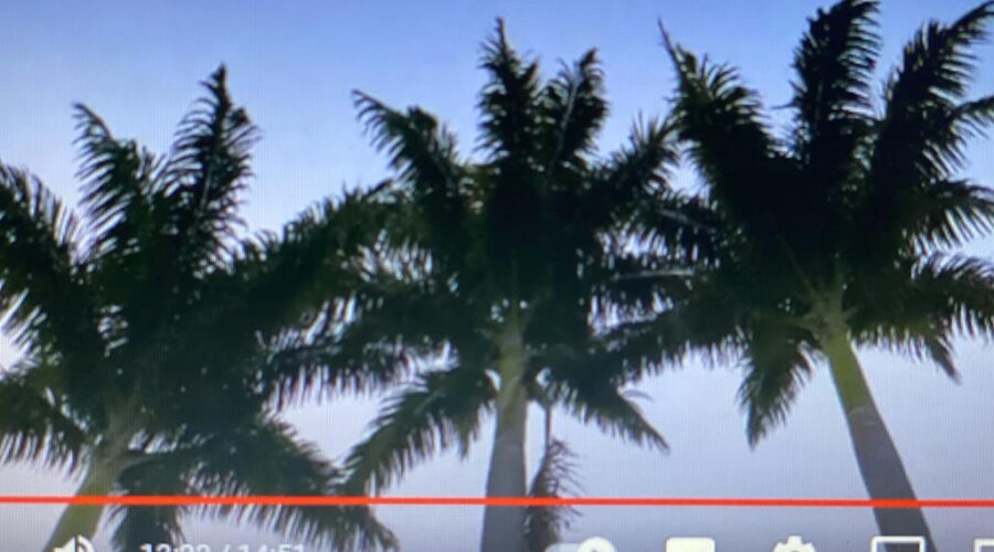 Perereca e Sua Sonoridade para Acasalamento. Jardim, Quintal Alto, Chafariz, Tigüéra 360, Juiz de Fora, Minas Gerais/MG, Brasil. Registro de Capoeira Mestre Polêmico - Professor João Couto Teixeira. IMG_1619. 1,69 GB. 05h24. Terça-feira, 22 de Agosto de 2023. HD 1080p. Universidade Livre de Estudos Culturais da Capoeira - Universidade da Capoeira - UNICAPOEIRA, Instituto de Educação Socioambiental - IESAMBI, Associação de Capoeira - ASCA e Grupo de Capoeira MEIA LUA - Fundado Terça-feira, 29 de Maio de 1962. Seja membro deste canal e ganhe benefícios: https://www.youtube.com/channel/UCE6HrA5Y_VZ4-hgw8FG13aw/join