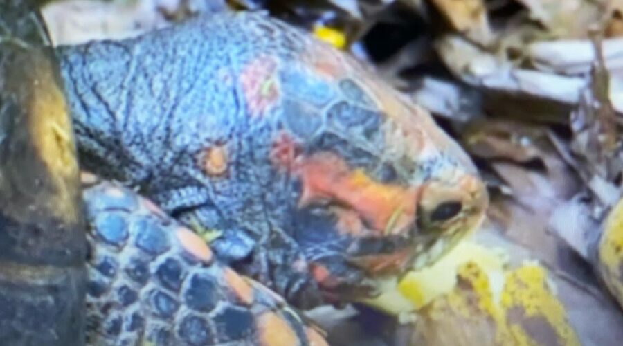 Trem, Aves, Boró da Cana, Lagarto e Jabota Embananada. Jardim, Quintal Médio, Tigüéra 360, Juiz de Fora, Minas Gerais/MG, Brasil. Registro de Capoeira Mestre Polêmico - Professor João Couto Teixeira. IMG_2027/127. 2,93 GB. 06h59/07h29. Segunda/Sexta-feira, 01/05 de Setembro de 2023. HD 1080p. Universidade Livre de Estudos Culturais da Capoeira - Universidade da Capoeira - UNICAPOEIRA, Instituto de Educação Socioambiental - IESAMBI, Associação de Capoeira - ASCA e Grupo de Capoeira MEIA LUA - Fundado Terça-feira, 29 de Maio de 1962. Seja membro deste canal e ganhe benefícios: https://www.youtube.com/channel/UCE6HrA5Y_VZ4-hgw8FG13aw/join