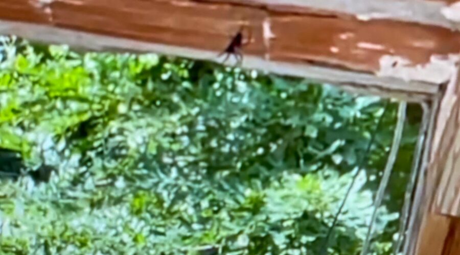 Beija-flor Comendo Aranhas. Varanda Frontal, Tigüéra 360, Juiz de Fora, Minas Gerais/MG, Brasil. Registro de Capoeira Mestre Polêmico - Professor João Couto Teixeira. IMG_9356. 230,3 MB. 07h23. Sexta-feira, 01 de Março de 2024. HD 1080p. Universidade Livre de Estudos Culturais da Capoeira - Universidade da Capoeira - UNICAPOEIRA, Instituto de Educação Socioambiental - IESAMBI, Associação de Capoeira - ASCA e Grupo de Capoeira MEIA LUA - Fundado Terça-feira, 29 de Maio de 1962. Seja membro deste canal e ganhe benefícios: https://www.youtube.com/channel/UCE6HrA5Y_VZ4-hgw8FG13aw/join