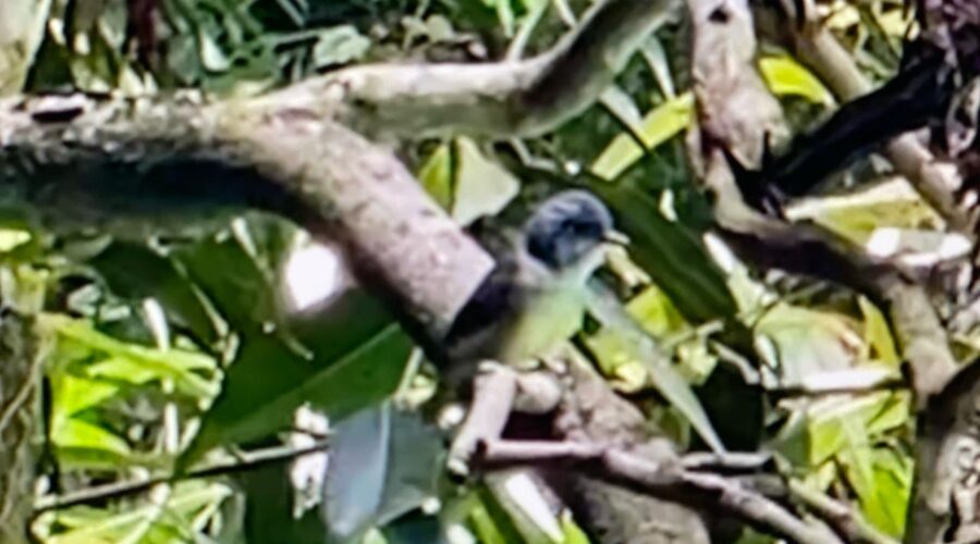 Céu: Ave Pequena Cantora. Quintal Médio, Portão Rua Regina Ladeira Halfeld, Tigüéra 360, Juiz de Fora, Minas Gerais/MG, Brasil. Registro de Capoeira Mestre Polêmico - Professor João Couto Teixeira. IMG_0130. 351,1 MB. 09h34. Sábado, 10 deFevereiro de 2024. HD 1080p. Universidade Livre de Estudos Culturais da Capoeira - Universidade da Capoeira - UNICAPOEIRA, Instituto de Educação Socioambiental - IESAMBI, Associação de Capoeira - ASCA e Grupo de Capoeira MEIA LUA - Fundado Terça-feira, 29 de Maio de 1962. Seja membro deste canal e ganhe benefícios: https://www.youtube.com/channel/UCE6HrA5Y_VZ4-hgw8FG13aw/join
