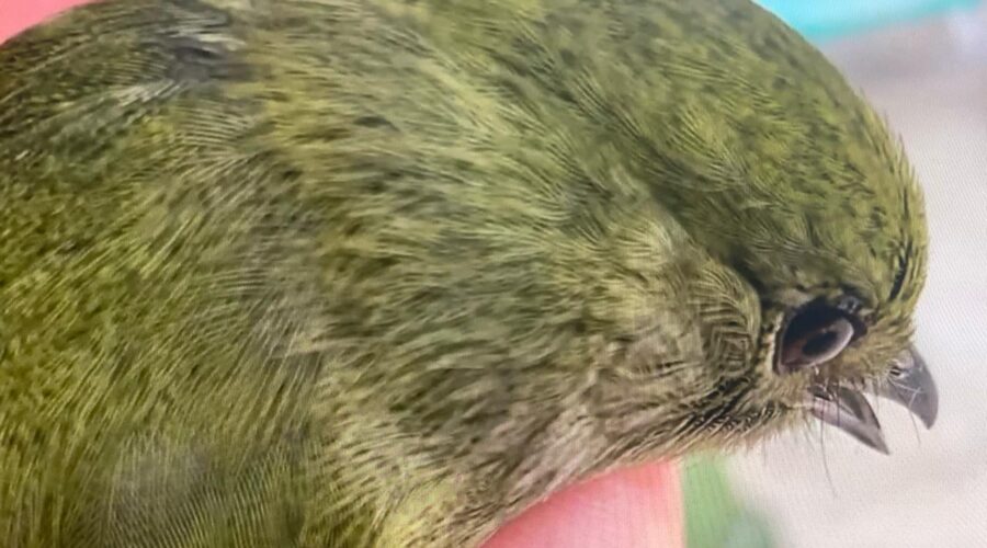 Pássaro Acidentado no Vidro: Recuperação. Varanda, Tigüéra 360, Juiz de Fora, Minas Gerais/MG, Brasil. Registro de Capoeira Mestre Polêmico - Professor João Couto Teixeira. IMG_1427/31. 378,8 MB. 10h29/38. Terça-feira, 12 deMarço de 2024. HD 1080p. Universidade Livre de Estudos Culturais da Capoeira - Universidade da Capoeira - UNICAPOEIRA, Instituto de Educação Socioambiental - IESAMBI, Associação de Capoeira - ASCA e Grupo de Capoeira MEIA LUA - Fundado Terça-feira, 29 de Maio de 1962. Seja membro deste canal e ganhe benefícios: https://www.youtube.com/channel/UCE6HrA5Y_VZ4-hgw8FG13aw/join