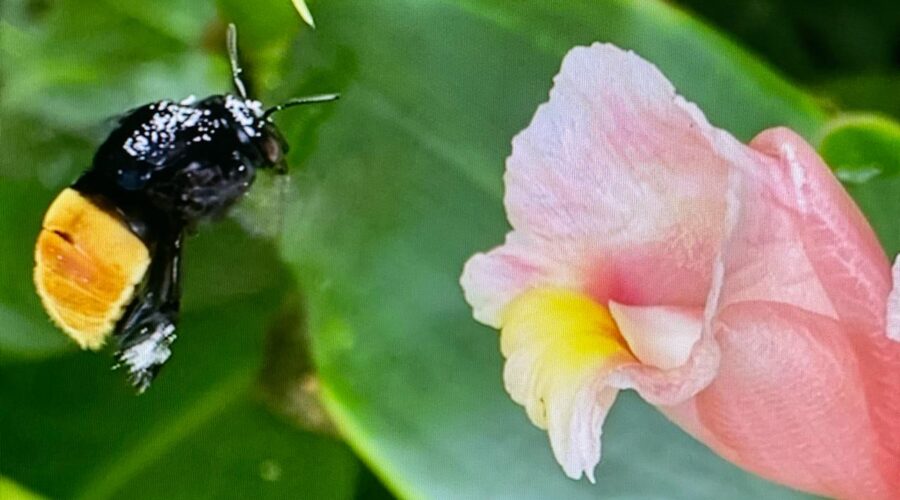 Reino Animalia, Filo Arthropoda, Classe Insecta, Ordem Hymenoptera, Subordem Apocrita, Infraordem Aculeata, Superfamília Apoidea. Quintal Alto, Adubeira, Garagem, Tigüéra 360, Juiz de Fora, Minas Gerais/MG, Brasil. Registro de Capoeira Mestre Polêmico - Professor João Couto Teixeira. IMG_0059. 214,2 MB. 07h08. Quinta-feira, 08 de Fevereiro de 2024. HD 1080p. Universidade Livre de Estudos Culturais da Capoeira - Universidade da Capoeira - UNICAPOEIRA, Instituto de Educação Socioambiental - IESAMBI, Associação de Capoeira - ASCA e Grupo de Capoeira MEIA LUA - Fundado Terça-feira, 29 de Maio de 1962. Seja membro deste canal e ganhe benefícios: https://www.youtube.com/channel/UCE6HrA5Y_VZ4-hgw8FG13aw/join