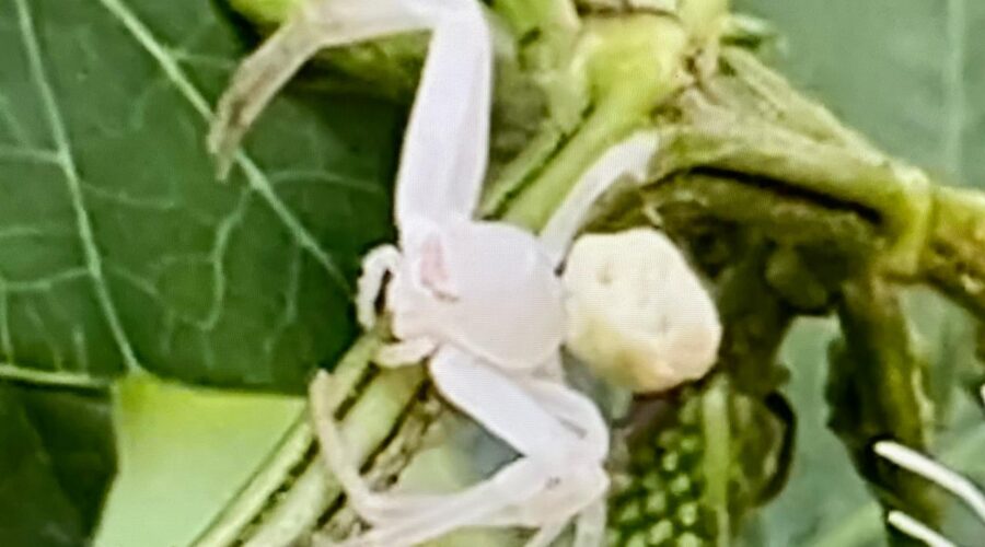 Arachnida Branca: Inflorescência da Mimosa caesalpinifolia - Sabiá ou Sansão-do-campo. Varanda Extendida, Entrada, Tigüéra 360, Juiz de Fora, Minas Gerais/MG, Brasil. Registro de Capoeira Mestre Polêmico - Professor João Couto Teixeira. IMG_2305. 213,1 MB. 09h59. Sexta-feira, 05 de Abril de 2024. HD 1080p. MOV. Universidade Livre de Estudos Culturais da Capoeira - Universidade da Capoeira - UNICAPOEIRA, Instituto de Educação Socioambiental - IESAMBI, Associação de Capoeira - ASCA e Grupo de Capoeira MEIA LUA - Fundado Terça-feira, 29 de Maio de 1962. Orquestra Harmônica de Berimbaus. Seja membro deste canal e ganhe benefícios: https://www.youtube.com/channel/UCE6HrA5Y_VZ4-hgw8FG13aw/join