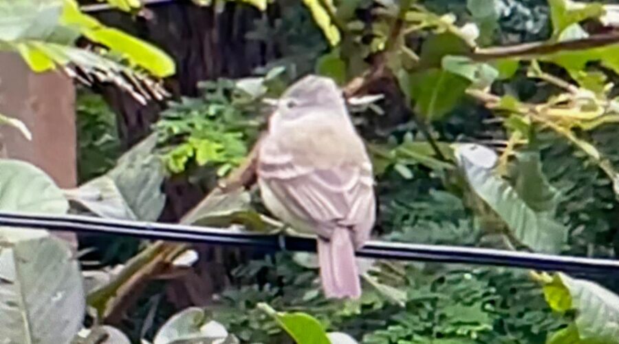 Ave Simpática Fez Ninho no Jardim, Quintal Alto, Entrada, Tigüéra 360, Juiz de Fora, Minas Gerais/MG, Brasil. Registro de Capoeira Mestre Polêmico - Professor João Couto Teixeira. IMG_9643. 191,5 MB. 07h33. Domingo, 21 de Abril de 2024. HD 1080p. MOV. Universidade Livre de Estudos Culturais da Capoeira - Universidade da Capoeira - UNICAPOEIRA, Instituto de Educação Socioambiental - IESAMBI, Associação de Capoeira - ASCA e Grupo de Capoeira MEIA LUA - Fundado Terça-feira, 29 de Maio de 1962. Orquestra Harmônica de Berimbaus. Seja membro deste canal e ganhe benefícios: https://www.youtube.com/channel/UCE6HrA5Y_VZ4-hgw8FG13aw/join
