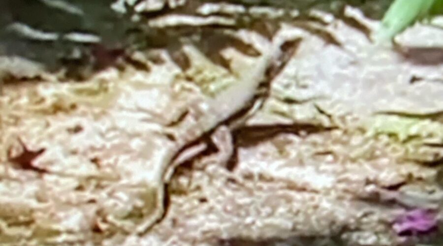 Lagarto: Pulando no Beijo. Jardim, Quintal Alto, Entrada, Tigüéra 360, Juiz de Fora, Minas Gerais/MG, Brasil. Registro de Capoeira Mestre Polêmico - Professor João Couto Teixeira. IMG_2365. 191,9 MB. 11h20. Domingo, 07 de Abril de 2024. HD 1080p. MOV. Universidade Livre de Estudos Culturais da Capoeira - Universidade da Capoeira - UNICAPOEIRA, Instituto de Educação Socioambiental - IESAMBI, Associação de Capoeira - ASCA e Grupo de Capoeira MEIA LUA - Fundado Terça-feira, 29 de Maio de 1962. Orquestra Harmônica de Berimbaus. Seja membro deste canal e ganhe benefícios: https://www.youtube.com/channel/UCE6HrA5Y_VZ4-hgw8FG13aw/join