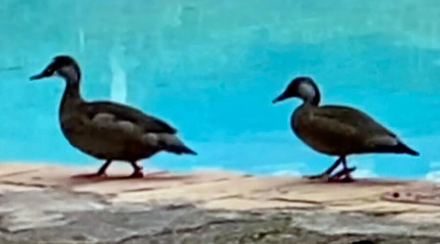 Marrecos: Piscina. Condomínio Residencial Tigüéra, Juiz de Fora, Minas Gerais/MG, Brasil. Registro de Capoeira Mestre Polêmico - Professor João Couto Teixeira. IMG_2293. 211 MB. 06h36. Sexta-feira, 05 de Abril de 2024. HD 1080p. MOV. Universidade Livre de Estudos Culturais da Capoeira - Universidade da Capoeira - UNICAPOEIRA, Instituto de Educação Socioambiental - IESAMBI, Associação de Capoeira - ASCA e Grupo de Capoeira MEIA LUA - Fundado Terça-feira, 29 de Maio de 1962. Orquestra Harmônica de Berimbaus. Seja membro deste canal e ganhe benefícios: https://www.youtube.com/channel/UCE6HrA5Y_VZ4-hgw8FG13aw/join