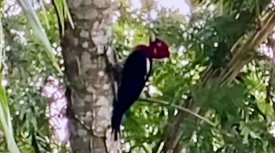 Pica-pau-de-topete-vermelho: Campephilus melanoleucos (Gmelin, 1788). Quintal Alto, Adubeira, Garagem, Tigüéra 360, Juiz de Fora, Minas Gerais/MG, Brasil. Registro de Capoeira Mestre Polêmico - Professor João Couto Teixeira. IMG_2285/7/8. 460,7 MB. 09h17/24/5. Quinta-feira, 04 de Abril de 2024. HD 1080p. MOV. Universidade Livre de Estudos Culturais da Capoeira - Universidade da Capoeira - UNICAPOEIRA, Instituto de Educação Socioambiental - IESAMBI, Associação de Capoeira - ASCA e Grupo de Capoeira MEIA LUA - Fundado Terça-feira, 29 de Maio de 1962. Orquestra Harmônica de Berimbaus. Seja membro deste canal e ganhe benefícios: https://www.youtube.com/channel/UCE6HrA5Y_VZ4-hgw8FG13aw/join