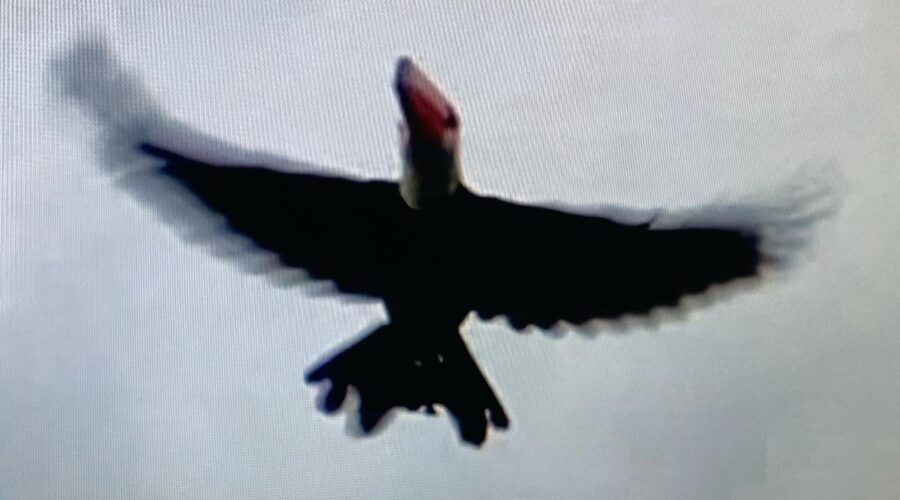 Tucanuçu: Ramphastos toco. Quintal Médio, Portão Rua Regina Ladeira Halfeld, Tigüéra 360, Juiz de Fora, Minas Gerais/MG, Brasil. Registro de Capoeira Mestre Polêmico - Professor João Couto Teixeira. IMG_2244. 275,4 MB. 05h27. Quarta-feira, 03 de Abril de 2024. HD 1080p. MOV. Universidade Livre de Estudos Culturais da Capoeira - Universidade da Capoeira - UNICAPOEIRA, Instituto de Educação Socioambiental - IESAMBI, Associação de Capoeira - ASCA e Grupo de Capoeira MEIA LUA - Fundado Terça-feira, 29 de Maio de 1962. Orquestra Harmônica de Berimbaus. Seja membro deste canal e ganhe benefícios: https://www.youtube.com/channel/UCE6HrA5Y_VZ4-hgw8FG13aw/join