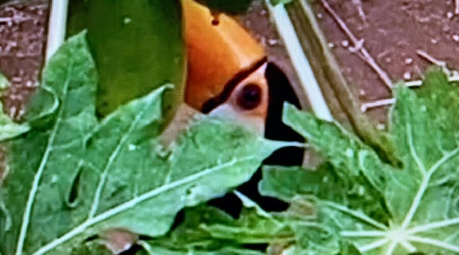 Tucanuçu: Ramphastos toco. Mamoeiro, Quintal Médio, Adubeira, Sala de Jantar, Tigüéra 360, Juiz de Fora, Minas Gerais/MG, Brasil. Registro de Capoeira Mestre Polêmico - Professor Doutor João Couto Teixeira. IMG_4210. 383,1 MB. 12h44. Sábado, 01 de Junho de 2024. HD 1080p. MOV. Universidade Livre de Estudos Culturais da Capoeira - Universidade da Capoeira - UNICAPOEIRA, Instituto de Educação Socioambiental - IESAMBI, Associação de Capoeira - ASCA e Grupo de Capoeira MEIA LUA - Fundado Terça-feira, 29 de Maio de 1962. Orquestra Harmônica de Berimbaus. Seja membro deste canal e ganhe benefícios: https://www.youtube.com/channel/UCE6HrA5Y_VZ4-hgw8FG13aw/join PIX - polemico72@hotmail.com