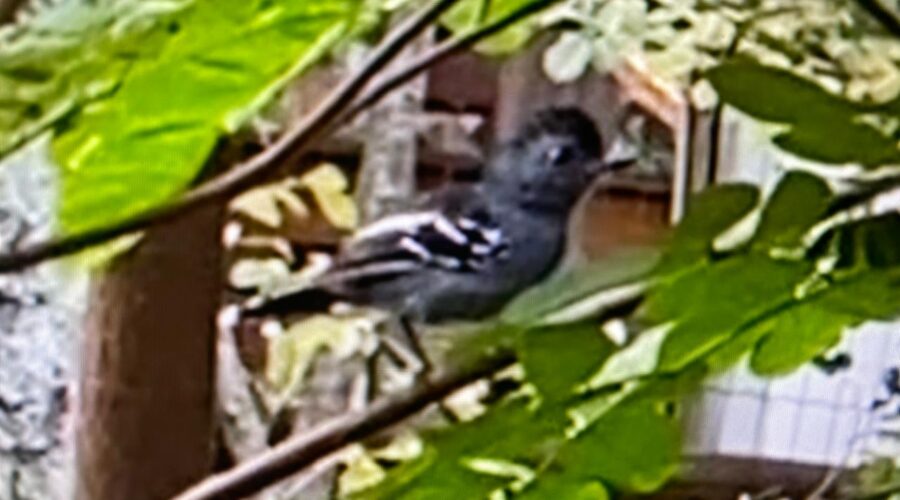 Pássaro Tiu-tiu-tiu-tiu-tiu: Cantando. Jardim, Quintal Alto, Chafariz, Tigüéra 360, Juiz de Fora, Minas Gerais/MG, Brasil. Registro de Capoeira Mestre Polêmico - Professor Doutor João Couto Teixeira. IMG_4818/9. 798,7 MB. 08h56/09h03. Quarta-feira, 26 de Junho de 2024. HD 1080p. MOV. Universidade Livre de Estudos Culturais da Capoeira - Universidade da Capoeira - UNICAPOEIRA, Instituto de Educação Socioambiental - IESAMBI, Associação de Capoeira - ASCA e Grupo de Capoeira MEIA LUA - Fundado Terça-feira, 29 de Maio de 1962. Orquestra Harmônica de Berimbaus. Seja membro deste canal e ganhe benefícios: https://www.youtube.com/channel/UCE6HrA5Y_VZ4-hgw8FG13aw/join PIX - polemico72@hotmail.com