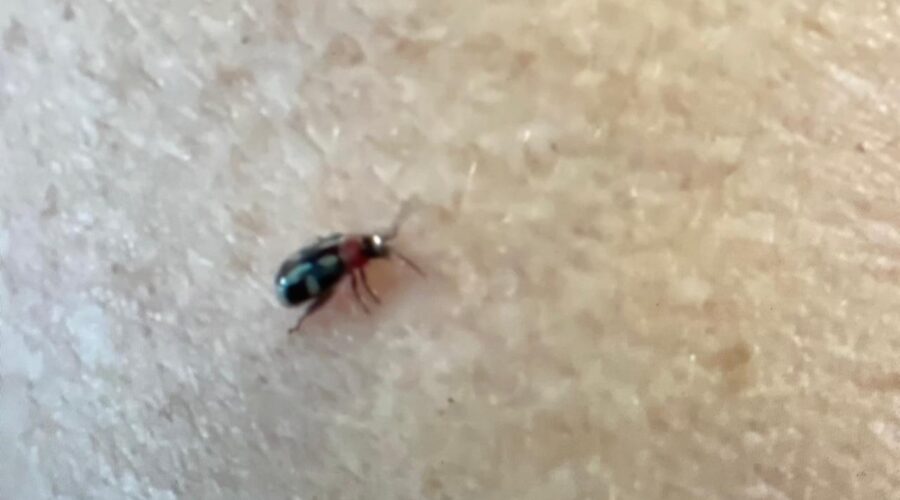 Coleoptera: Salete Libardoni. Sala de TV, Tigüéra 360, Juiz de Fora, Minas Gerais/MG, Brasil. Registro de Capoeira Estrela Dalva - Artista Plástica e Cineasta Salete Libardoni. IMG_9899. 287,3 MB. 13h38. Segunda-feira, 15 de Julho de 2024. HD 1080p. MOV. Universidade Livre de Estudos Culturais da Capoeira - Universidade da Capoeira - UNICAPOEIRA, Instituto de Educação Socioambiental - IESAMBI, Associação de Capoeira - ASCA e Grupo de Capoeira MEIA LUA - Fundado Terça-feira, 29 de Maio de 1962. Orquestra Harmônica de Berimbaus. Seja membro deste canal e ganhe benefícios: https://www.youtube.com/channel/UCE6HrA5Y_VZ4-hgw8FG13aw/join PIX - polemico72@hotmail.com