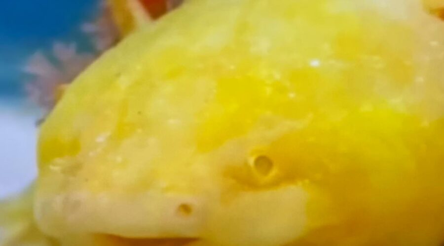 Curiosidades Científicas: Da Matéria à Energia. Tigüéra 360, Juiz de Fora, Minas Gerais/MG, Brasil. Registro de Capoeira Mestre Polêmico - Professor Doutor João Couto Teixeira. IMG_9950/74. 4,35 GB. 06h43/08h21. Segunda-feira, 12 de Agosto de 2024. HD 1080p. MOV. Universidade Livre de Estudos Culturais da Capoeira - Universidade da Capoeira - UNICAPOEIRA, Instituto de Educação Socioambiental - IESAMBI, Associação de Capoeira - ASCA e Grupo de Capoeira MEIA LUA - Fundado Terça-feira, 29 de Maio de 1962. Orquestra Harmônica de Berimbaus. Seja membro deste canal e ganhe benefícios: https://www.youtube.com/channel/UCE6HrA5Y_VZ4-hgw8FG13aw/join PIX - polemico72@hotmail.com