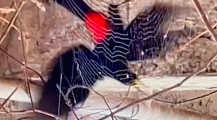 Guaxo: Cacicus haemorrhous - Família Icteridae, Comendo Aranha. Quintal Médio, Adubeira, Tigüéra 360, Juiz de Fora, Minas Gerais/MG, Brasil. Registro de Capoeira Mestre Polêmico - Professor Doutor João Couto Teixeira. IMG_0014. 210,8 MB. 11h43. Quarta-feira, 28 de Agosto de 2024. HD 1080p. MOV. Universidade Livre de Estudos Culturais da Capoeira - Universidade da Capoeira - UNICAPOEIRA, Instituto de Educação Socioambiental - IESAMBI, Associação de Capoeira - ASCA e Grupo de Capoeira MEIA LUA - Fundado Terça-feira, 29 de Maio de 1962. Orquestra Harmônica de Berimbaus. Seja membro deste canal e ganhe benefícios: https://www.youtube.com/channel/UCE6HrA5Y_VZ4-hgw8FG13aw/join PIX - polemico72@hotmail.com