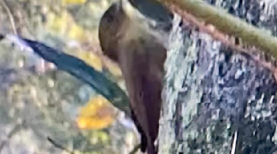 Picapauzinho-marrom na Palmeira Imperial - Roystonea ou Oreodoxa oleracea. Quintal Alto, Adubeira, Tigüéra 360, Juiz de Fora, Minas Gerais/MG, Brasil. Registro de Capoeira Mestre Polêmico - Professor Doutor João Couto Teixeira. IMG_5888. 551,4 MB. 17h10. Domingo, 18 de Agosto de 2024. HD 1080p. MOV. Universidade Livre de Estudos Culturais da Capoeira - Universidade da Capoeira - UNICAPOEIRA, Instituto de Educação Socioambiental - IESAMBI, Associação de Capoeira - ASCA e Grupo de Capoeira MEIA LUA - Fundado Terça-feira, 29 de Maio de 1962. Orquestra Harmônica de Berimbaus. Seja membro deste canal e ganhe benefícios: https://www.youtube.com/channel/UCE6HrA5Y_VZ4-hgw8FG13aw/join PIX - polemico72@hotmail.com
