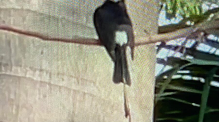 Ave com Pena Caudal Longa - Jacarandá. Atelier, Tigüéra 360, Juiz de Fora, Minas Gerais/MG, Brasil. Registro de Capoeira Mestre Polêmico - Professor João Couto Teixeira. IMG_0081/2. 380,3 MB. 13h47/9. Segunda-feira, 07 de Outubro de 2024. HD 1080p. MOV. Universidade Livre de Estudos Culturais da Capoeira - Universidade da Capoeira - UNICAPOEIRA, Instituto de Educação Socioambiental - IESAMBI, Associação de Capoeira - ASCA e Grupo de Capoeira MEIA LUA - Fundado Terça-feira, 29 de Maio de 1962. Orquestra Harmônica de Berimbaus. Seja membro deste canal e ganhe benefícios: https://www.youtube.com/channel/UCE6HrA5Y_VZ4-hgw8FG13aw/join PIX - polemico72@hotmail.com